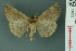  ( - RMNH.INS.19062)  @14 [ ] Unspecified (default): All Rights Reserved  Unspecified Unspecified