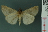  ( - RMNH.INS.19063)  @13 [ ] Unspecified (default): All Rights Reserved  Unspecified Unspecified