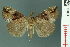  ( - RMNH.INS.19064)  @14 [ ] Unspecified (default): All Rights Reserved  Unspecified Unspecified