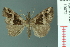  ( - RMNH.INS.19072)  @14 [ ] Unspecified (default): All Rights Reserved  Unspecified Unspecified