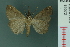  ( - RMNH.INS.19072)  @13 [ ] Unspecified (default): All Rights Reserved  Unspecified Unspecified