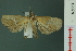  ( - RMNH.INS.19074)  @13 [ ] Unspecified (default): All Rights Reserved  Unspecified Unspecified