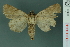  ( - RMNH.INS.19080)  @13 [ ] Unspecified (default): All Rights Reserved  Unspecified Unspecified