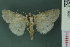  ( - RMNH.INS.19081)  @13 [ ] Unspecified (default): All Rights Reserved  Unspecified Unspecified