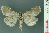  ( - RMNH.INS.19082)  @13 [ ] Unspecified (default): All Rights Reserved  Unspecified Unspecified