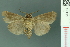  ( - RMNH.INS.19111)  @13 [ ] Unspecified (default): All Rights Reserved  Unspecified Unspecified