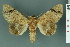  (Tristalis - RMNH.INS.19126)  @13 [ ] Unspecified (default): All Rights Reserved  Unspecified Unspecified