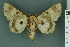  ( - RMNH.INS.19126)  @13 [ ] Unspecified (default): All Rights Reserved  Unspecified Unspecified
