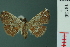  ( - RMNH.INS.19136)  @13 [ ] Unspecified (default): All Rights Reserved  Unspecified Unspecified