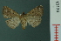 ( - RMNH.INS.19136)  @13 [ ] Unspecified (default): All Rights Reserved  Unspecified Unspecified
