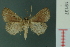  ( - RMNH.INS.19137)  @13 [ ] Unspecified (default): All Rights Reserved  Unspecified Unspecified