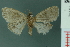  (Meganola scriptoides - RMNH.INS.19142)  @13 [ ] Unspecified (default): All Rights Reserved  Unspecified Unspecified