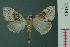  (Nola mesomelana - RMNH.INS.19143)  @14 [ ] Unspecified (default): All Rights Reserved  Unspecified Unspecified