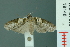  ( - RMNH.INS.19148)  @13 [ ] Unspecified (default): All Rights Reserved  Unspecified Unspecified