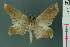  ( - RMNH.INS.19167)  @13 [ ] Unspecified (default): All Rights Reserved  Unspecified Unspecified