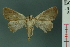  (Westermannia elliptica - RMNH.INS.19169)  @11 [ ] Unspecified (default): All Rights Reserved  Unspecified Unspecified
