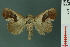  (Westermannia pangolina - RMNH.INS.19171)  @13 [ ] Unspecified (default): All Rights Reserved  Unspecified Unspecified