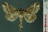  (Risoba samarinda - RMNH.INS.19172)  @14 [ ] Unspecified (default): All Rights Reserved  Unspecified Unspecified