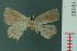  ( - RMNH.INS.19180)  @13 [ ] Unspecified (default): All Rights Reserved  Unspecified Unspecified