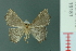  ( - RMNH.INS.19181)  @13 [ ] Unspecified (default): All Rights Reserved  Unspecified Unspecified