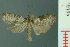 (Dilophothripa alopha - RMNH.INS.19195)  @14 [ ] Unspecified (default): All Rights Reserved  Unspecified Unspecified