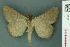  ( - RMNH.INS.19210)  @13 [ ] Unspecified (default): All Rights Reserved  Unspecified Unspecified