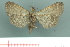  ( - RMNH.INS.19223)  @13 [ ] Unspecified (default): All Rights Reserved  Unspecified Unspecified