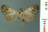  ( - RMNH.INS.19223)  @13 [ ] Unspecified (default): All Rights Reserved  Unspecified Unspecified
