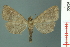  (Hydrillodes sp. 2 - RMNH.INS.19309)  @14 [ ] Unspecified (default): All Rights Reserved  Unspecified Unspecified