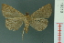  ( - RMNH.INS.19310)  @13 [ ] Unspecified (default): All Rights Reserved  Unspecified Unspecified