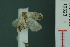  ( - RMNH.INS.19323)  @12 [ ] Unspecified (default): All Rights Reserved  Unspecified Unspecified