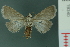  ( - RMNH.INS.19340)  @12 [ ] Unspecified (default): All Rights Reserved  Unspecified Unspecified
