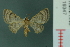 ( - RMNH.INS.19347)  @13 [ ] Unspecified (default): All Rights Reserved  Unspecified Unspecified