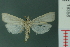  (Chilo suppressalis - RMNH.INS.19356)  @15 [ ] Unspecified (default): All Rights Reserved  Unspecified Unspecified