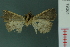  ( - RMNH.INS.19361)  @13 [ ] Unspecified (default): All Rights Reserved  Unspecified Unspecified
