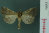  ( - RMNH.INS.19364)  @14 [ ] Unspecified (default): All Rights Reserved  Unspecified Unspecified