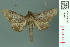  (Anuga - RMNH.INS.19366)  @14 [ ] Unspecified (default): All Rights Reserved  Unspecified Unspecified