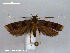  (Lecithocera claustrata - RMNH.INS.19723)  @14 [ ] Unspecified (default): All Rights Reserved  Unspecified Unspecified