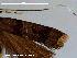  ( - RMNH.INS.19723)  @12 [ ] Unspecified (default): All Rights Reserved  Unspecified Unspecified