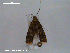  ( - RMNH.INS.19724)  @12 [ ] Unspecified (default): All Rights Reserved  Unspecified Unspecified