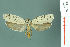  ( - RMNH.INS.19860)  @12 [ ] Unspecified (default): All Rights Reserved  Unspecified Unspecified