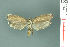  (Ethmia palawana - RMNH.INS.19860)  @12 [ ] Unspecified (default): All Rights Reserved  Unspecified Unspecified