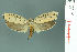  ( - RMNH.INS.19861)  @12 [ ] Unspecified (default): All Rights Reserved  Unspecified Unspecified