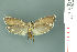  ( - RMNH.INS.19861)  @12 [ ] Unspecified (default): All Rights Reserved  Unspecified Unspecified
