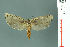  ( - RMNH.INS.19862)  @12 [ ] Unspecified (default): All Rights Reserved  Unspecified Unspecified