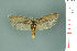  ( - RMNH.INS.19862)  @12 [ ] Unspecified (default): All Rights Reserved  Unspecified Unspecified