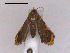  ( - RMNH.INS.19874)  @13 [ ] Unspecified (default): All Rights Reserved  Unspecified Unspecified