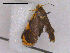  ( - RMNH.INS.19874)  @13 [ ] Unspecified (default): All Rights Reserved  Unspecified Unspecified