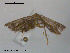  ( - RMNH.INS.19921)  @12 [ ] Unspecified (default): All Rights Reserved  Unspecified Unspecified