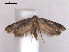  (Lecithocera leucotella - RMNH.INS.19993)  @14 [ ] Unspecified (default): All Rights Reserved  Unspecified Unspecified